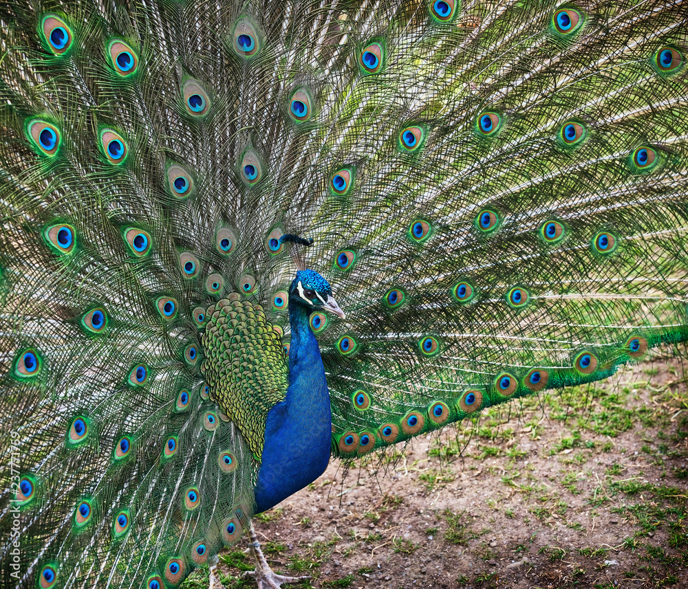 Obraz premium Peacock'fan in Action