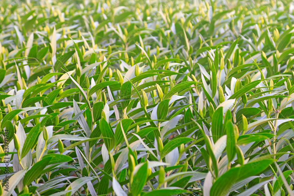 Obraz premium Lily plant