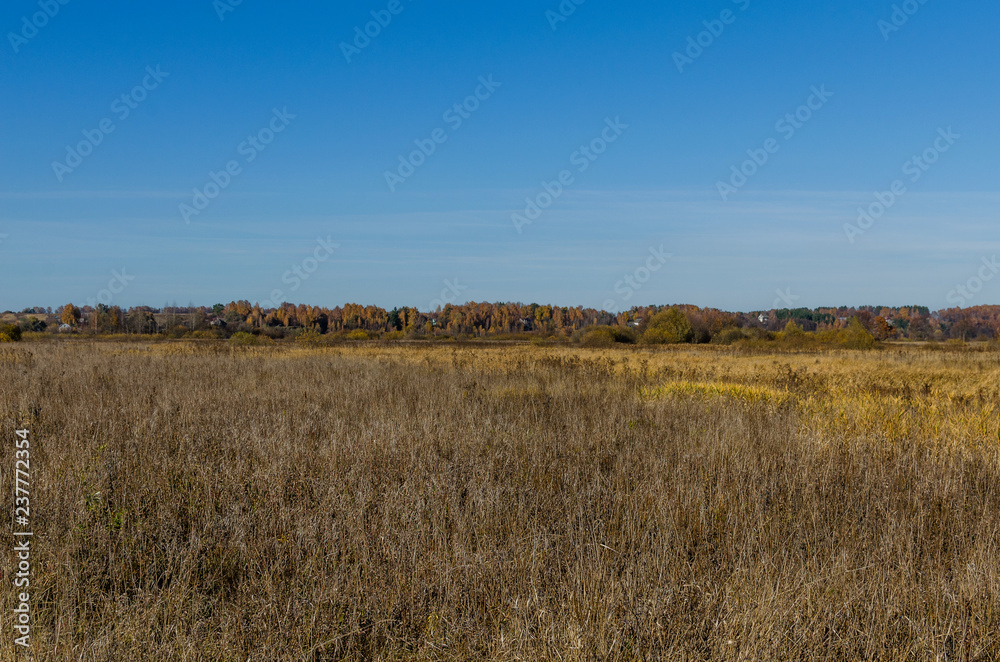 A village meadow stretching to the horizon. Meadow overgrown with weeds. Autumn country landscape