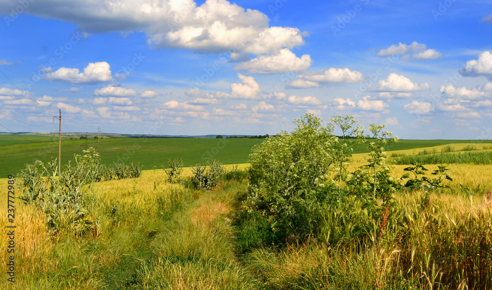 Fototapeta premium road through the field