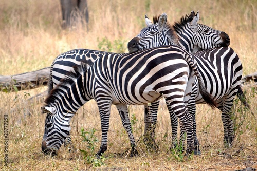 zebragruppe tarangire nationalpark