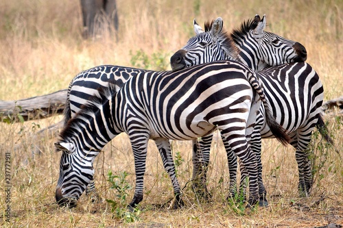 zebragruppe tarangire nationalpark