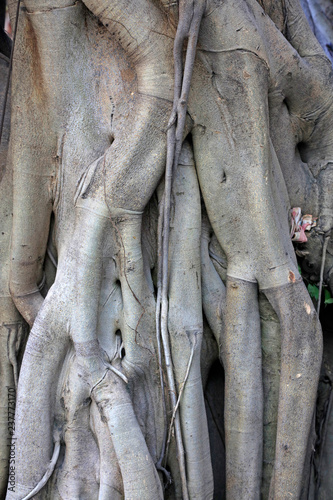 Ficus microcarpa tree root feature