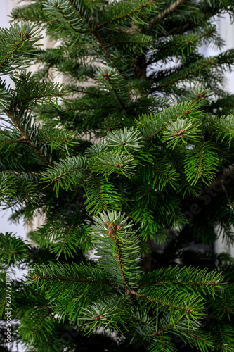 Close-up of a christmas tree fir