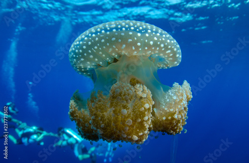 White Spotted Jellyfish, Phyllorhiza punctata with scuba divers in the background © Krzysztof Bargiel
