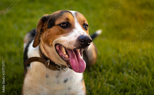 Konstfotografi Cachorro da raça Foxhound ou americano