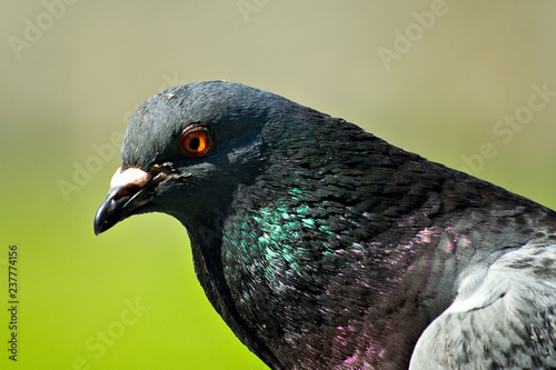  pigeon closeup  (shallow DOF)
