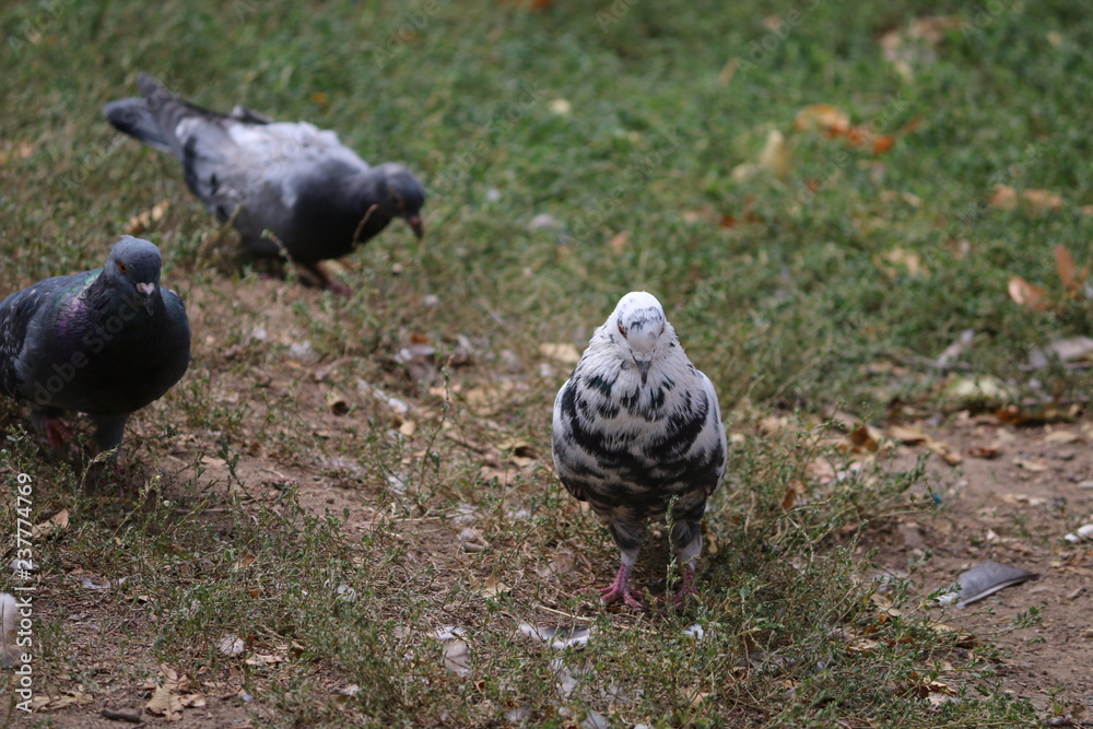 Fototapeta premium pigeon in the park