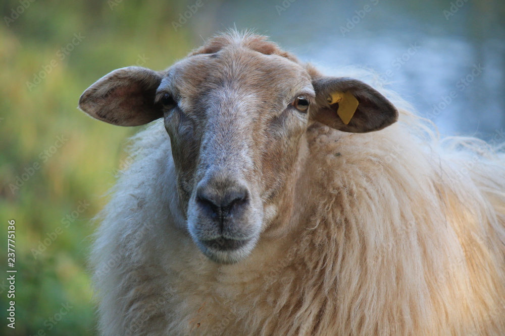 Fototapeta premium sheep macro portrait, single, close up special species: Mergelland Limburg, Netherlands, endagered extintion