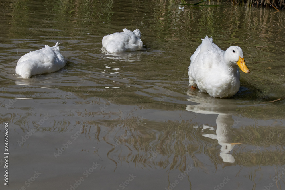 Fototapeta premium Two large white Aylesbury Pekin ducks with head below surface searching for food whilst a third looks away