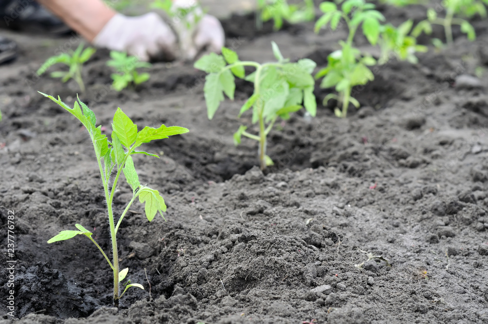freshly planted tomato seedlings in the vegetable garden, selective focus on foreground freshly planted tomato seedlings in the vegetable garden, selective focus on foreground