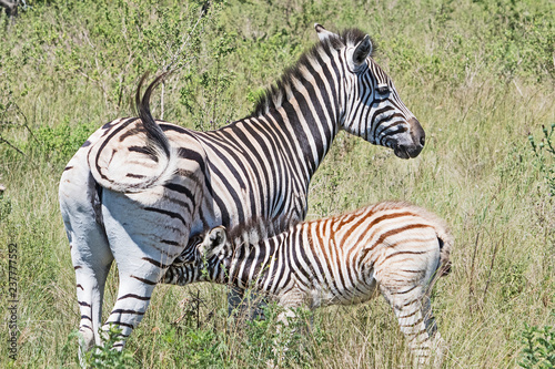 A Zebra nurses its foal.
