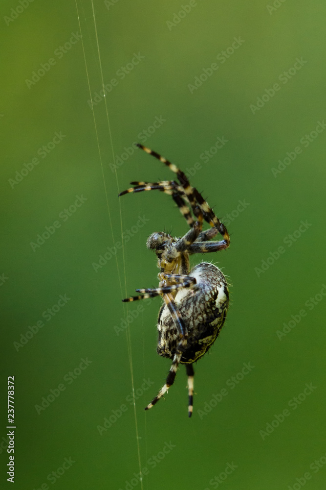 Fototapeta premium Spinnen