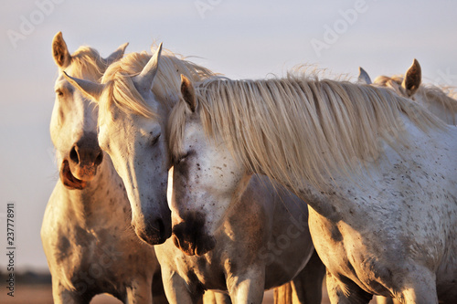 Fototapeta Naklejka Na Ścianę i Meble -  Horses and love 