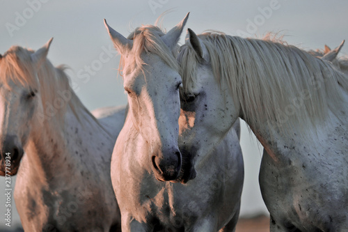 Fototapeta Naklejka Na Ścianę i Meble -  Horses and love 