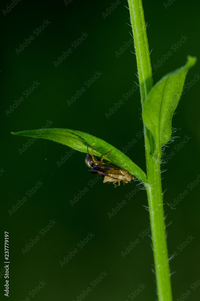 Fototapeta premium Spinnen
