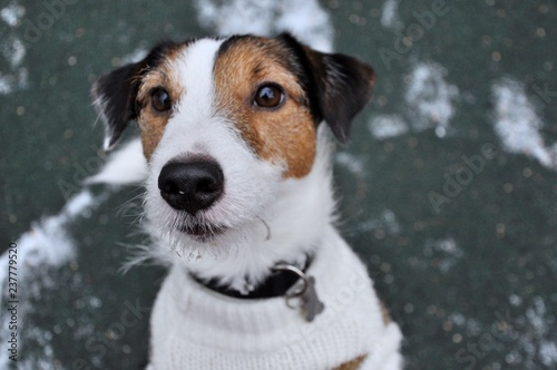 portrait of a jackrussell