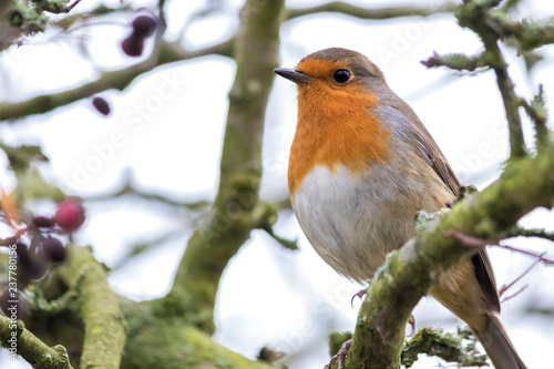 Little robin sitting in a branch with green branches in the background © mlau888