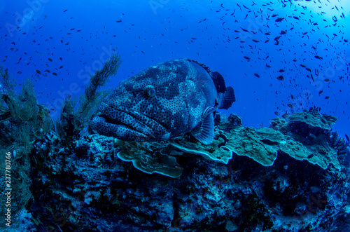 Malabar Grouper, Epinephelus malabaricus