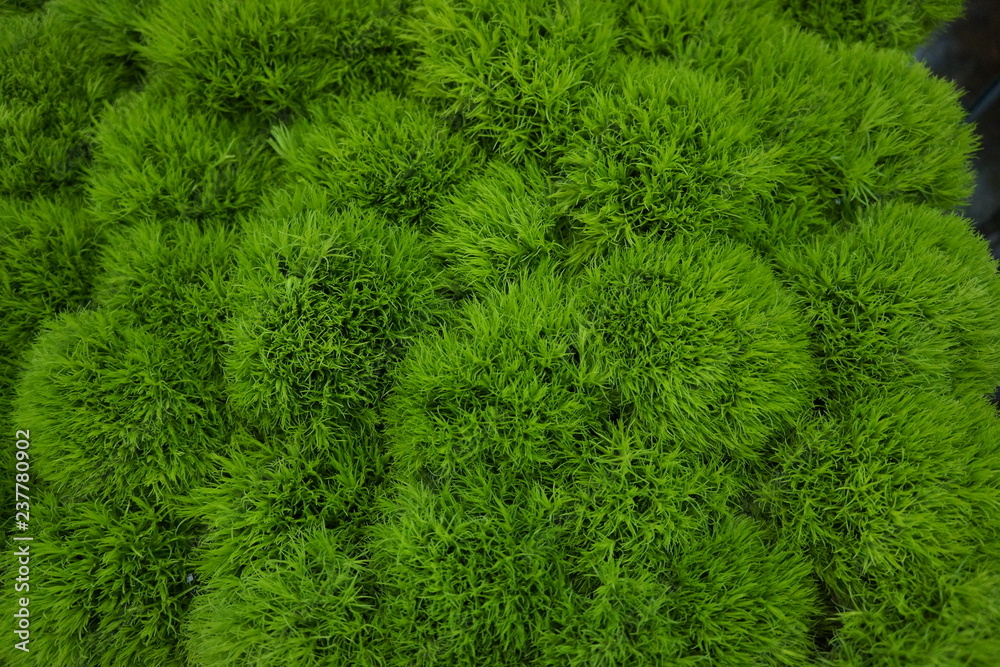 Fiori di crisantemo verdi