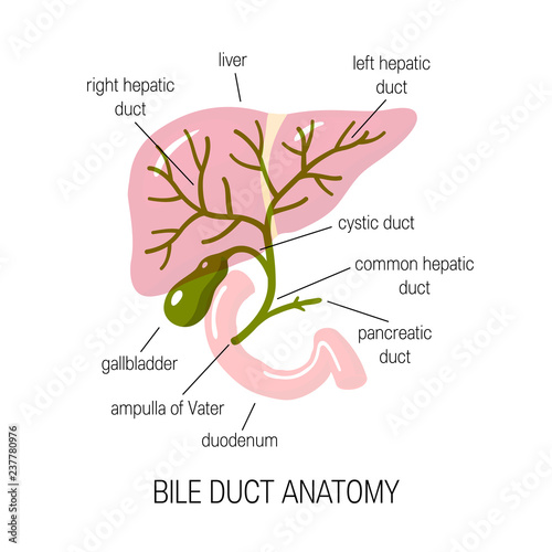 Human bile duct, vector illustration