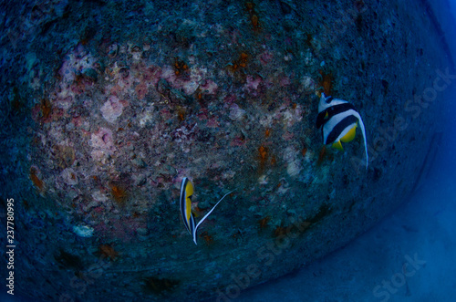 Schooling bannerfish, Heniochus diphreutes photo