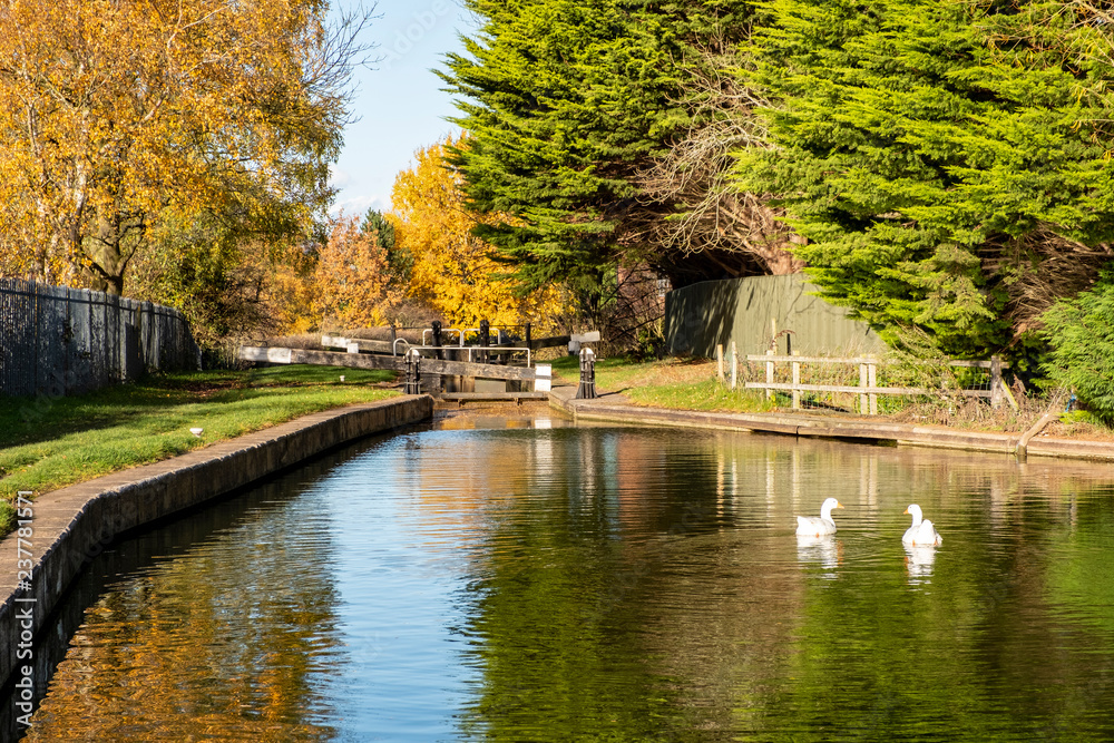 Geese swimming in canal with closed lock in the Cheshire countryside UK