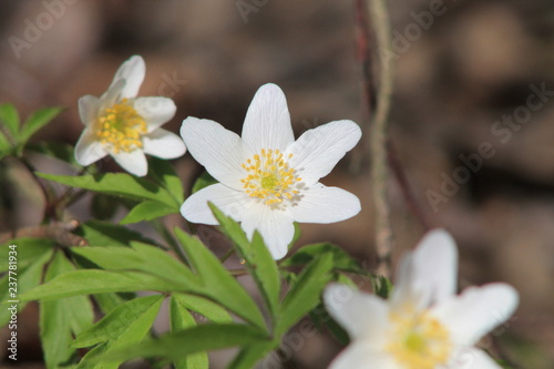 white flower in the forest