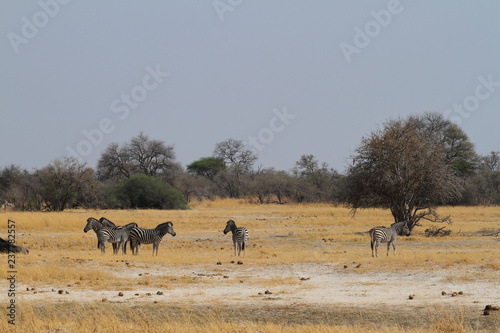 Zebras in der Savanne im südlichen Afrika 