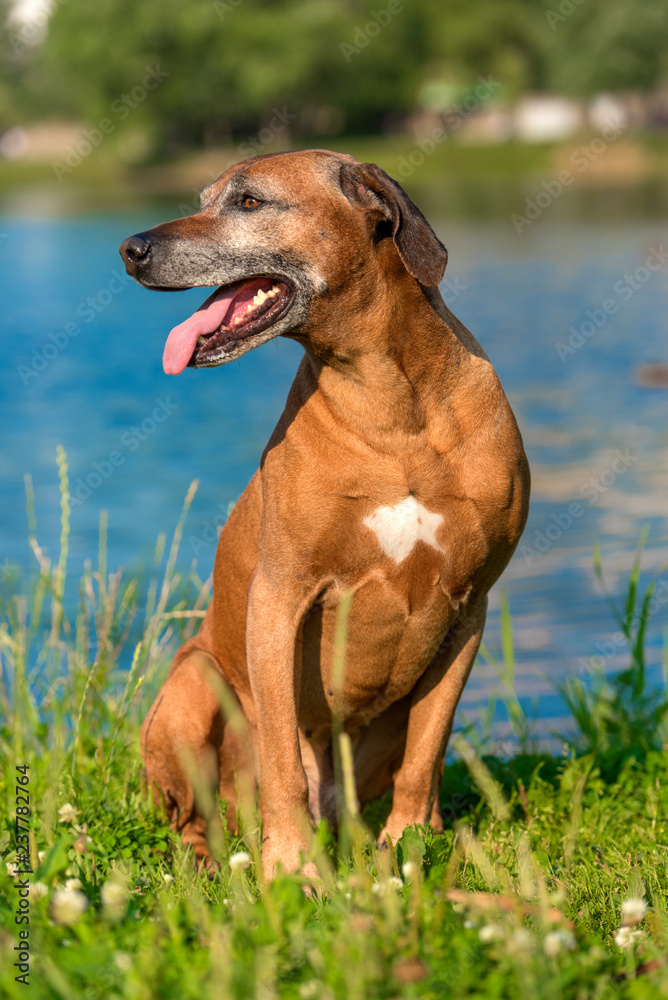 Rhodesian Ridgeback in the background of a lake Rhodesian Ridgeback in the background of a lake