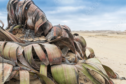 Rare plant known as Welwitschia mirabilis, extremely rare is considered a living fossil. Desert, Africa, Namibe, Angola.