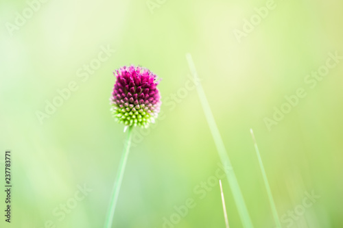 purple wild garlic round flower on the natural green bokeh  macro shot
