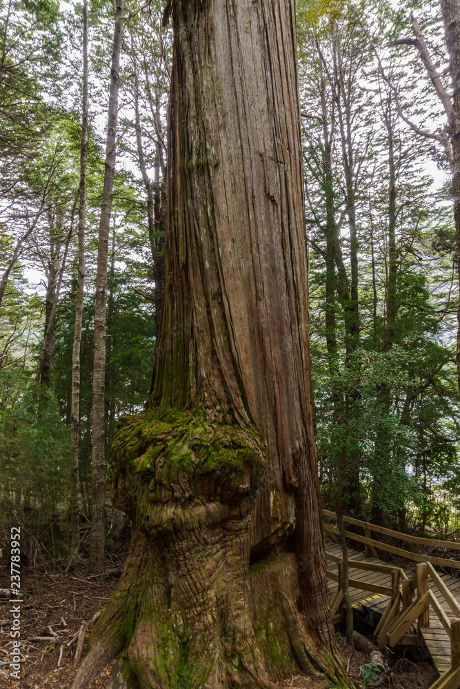 View of a tall Alerce, Fitzroya in Andes woods, Nahuel Huapi National Park, Patagonia, Argentina View of a tall Alerce, Fitzroya in Andes woods, Nahuel Huapi National Park, Patagonia, Argentina