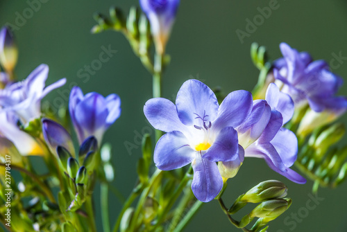 Blue freesia flowers isolated against a green background