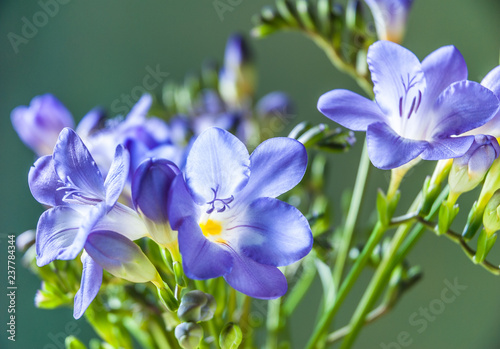Blue freesia flowers isolated against a green background photo