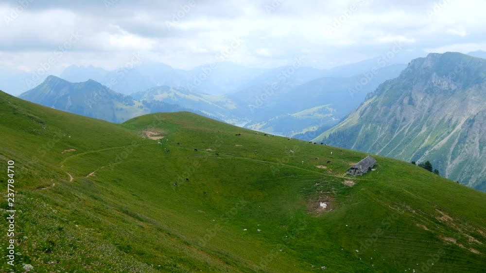 Small herd of cows graze in the Alpine meadow in Switzerland Small herd of cows graze in the Alpine meadow in Switzerland