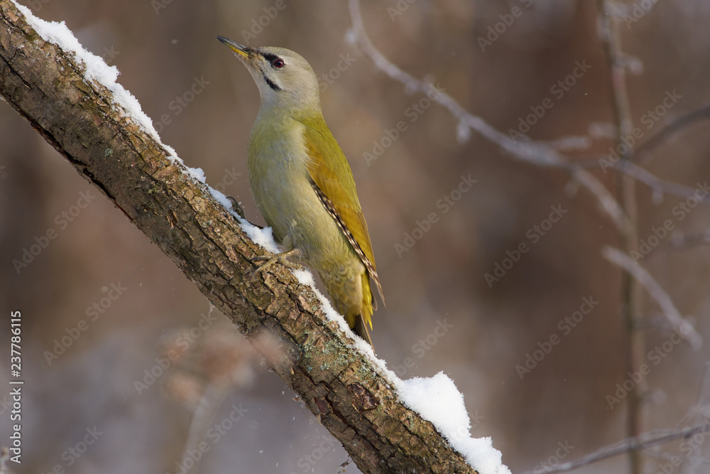 Naklejka premium Grey-headed woodpecker sits on a snowy branch in the forest park on the first day of winter.
