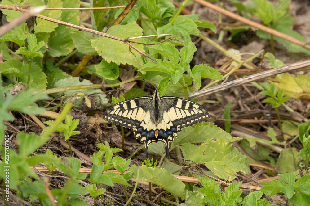 Swallowtail in the grass