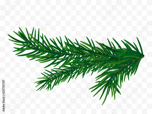 Christmas tree branch. Fir branch isolated. 