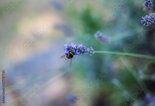  Close-up view of Lavender