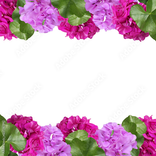 Fototapeta Naklejka Na Ścianę i Meble -  Beautiful floral background of pelargonium 