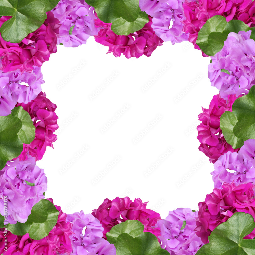 Beautiful floral background of pelargonium Beautiful floral background of pelargonium