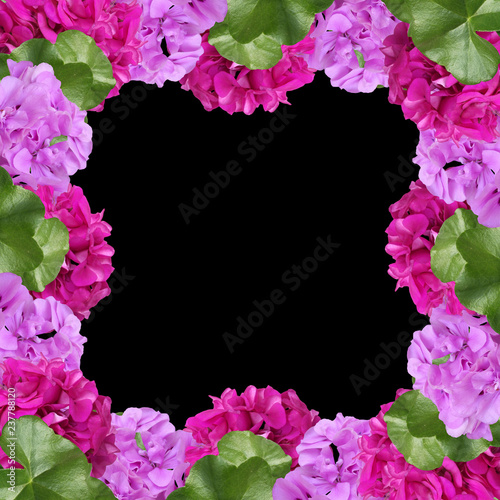 Fototapeta Naklejka Na Ścianę i Meble -  Beautiful floral background of pelargonium 