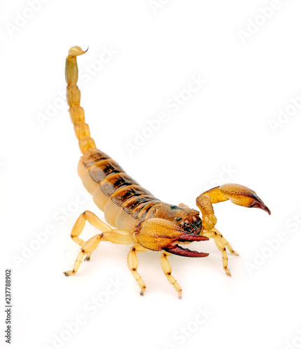 gelber Skorpion (Opistophthalmus boehmi) - Yellow Burrow Scorpion photo