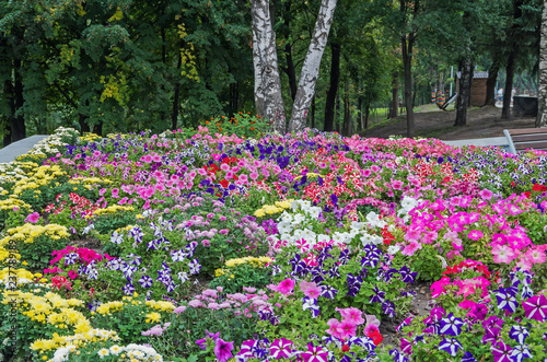 Fototapeta Naklejka Na Ścianę i Meble -  Motley flowerbed