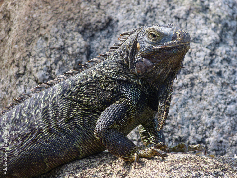 Obraz premium Iguana close up