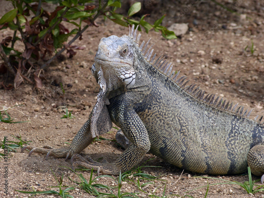 Fototapeta premium Iguana close up