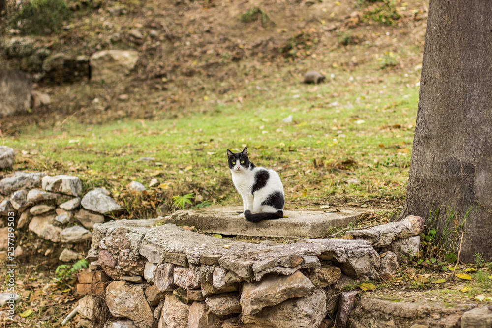 animal street black and white cat portrait sit on stones and looking at camera in park outdoor natural garden environment 