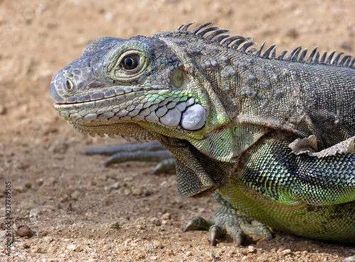 Iguana close up