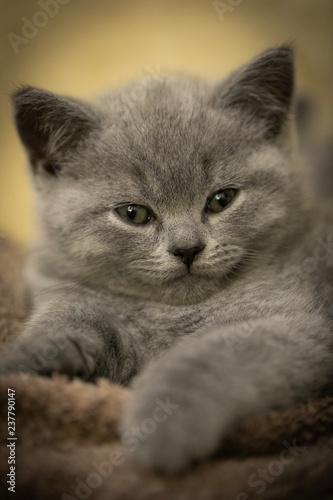 British Blue Kitten photo